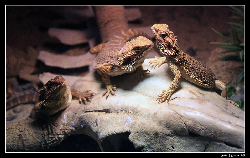 2012 - 06 - Dubai - 150